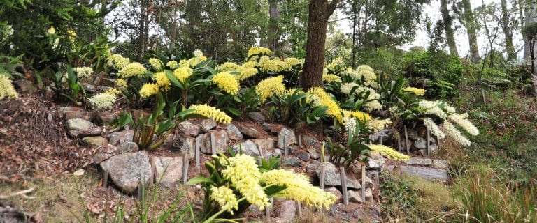 4j-dl-speciosum-garden-3092015-8793