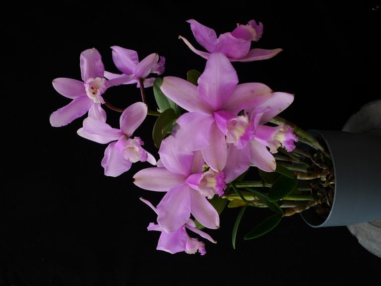 Cattleya loddigesii