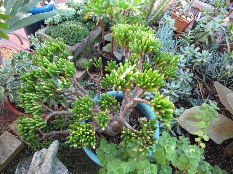 Bromeliad Society of Australia