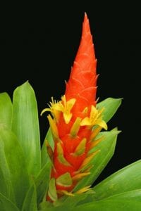 Berteroniana