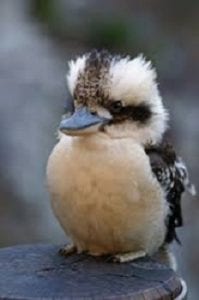 Kookaburra baby