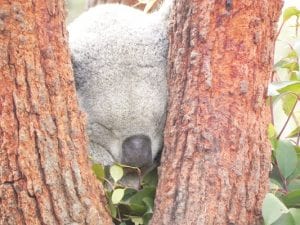 Koala asleep