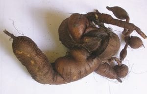 Turkey Rhubarb Tuber weighing in at 530 Grams