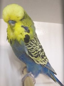 Australian Golden Face, owned by Tom Davis. NSW.