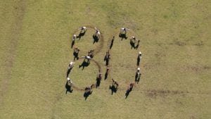 Arcadia Pony Club “80” troop drill