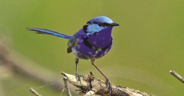 SCCLG Media Release Oct 2019 Planting a haven for small birds