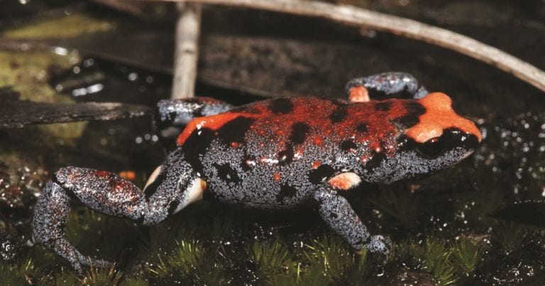 Crowned Toadlet (Pseudophryne australis) by the very talented Stephen Mahony