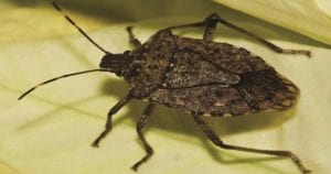 Photo is of a Brown Marmorated Stink Bug
