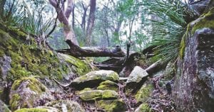Still Creek Landcare: Hotspots Fire Project