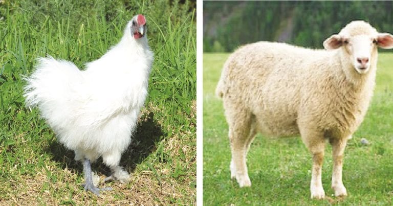 Hen_(26530113000)cropped