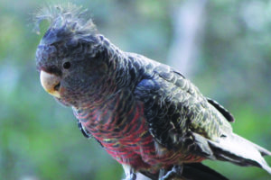 Adult female Gang-gang Cockatoo © Patricia Brown