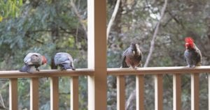 Pairs of Gang-gang Cockatoos on deck in Byles Creek Valley © Patricia Brown