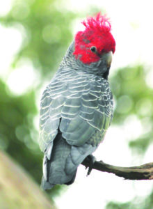 Adult male Gang-gang Cockatoo © Patricia Brown