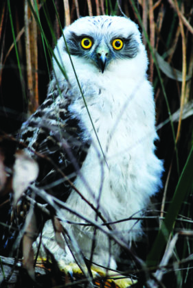 ninox strenua diet