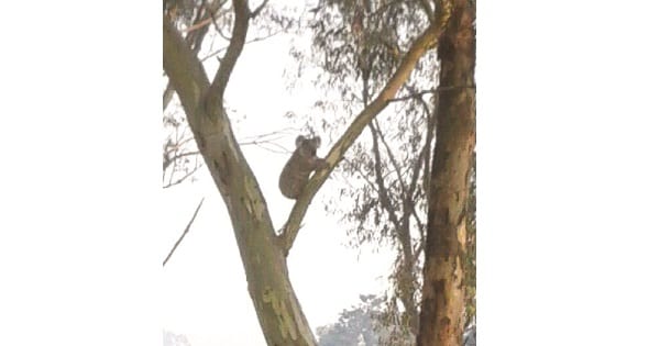 A koala spotted in glenorie last year by residents