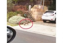 Glenorie Progress Association Progress Association