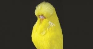 Budgerigar Society Of NSW