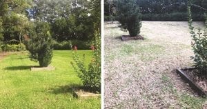 Garden Club