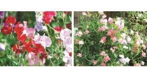 Garden Club