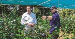 Camellia Grove Nursery