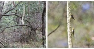 Forest Grass Tree