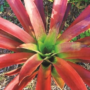 Bromeliad Society of Australia