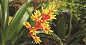 Bromeliad Society of Australia