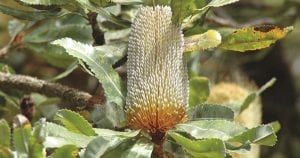Old Man Banksia