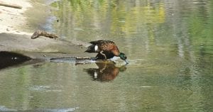 Ducks