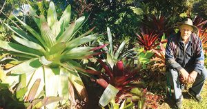 Bromeliad Society