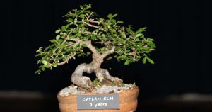 Bonsai
