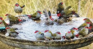 Birdbaths