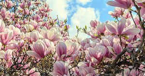 Magnolias