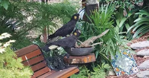 Galston District Garden Club