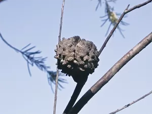 Silky Needle Bush