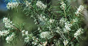 Silky Needle Bush