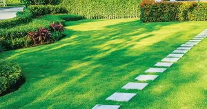 lawns.