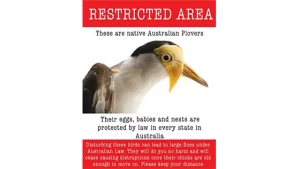 Masked Lapwing season