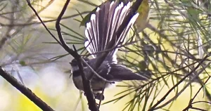 Grey Fantail