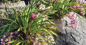 Galston District Garden Club
