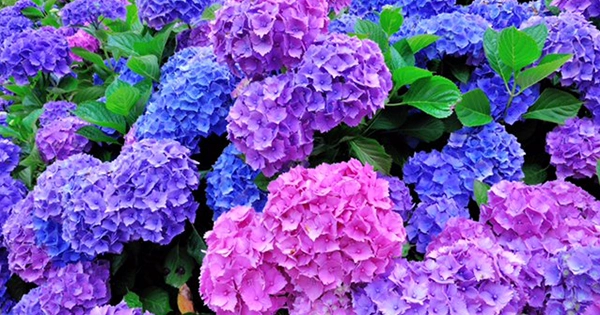 They flower profusely given the correct position, and also make fantastic garden borders or spot fillers. Hydrangeas also provide a striking cut flower for several months of the year.
