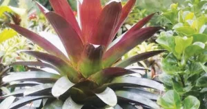 Bromeliad Meetings