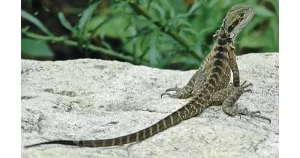 Eastern Water Dragon