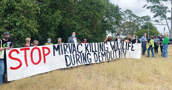 Mirvac Clearing Killing Wildlife