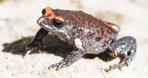Fascinating frogs