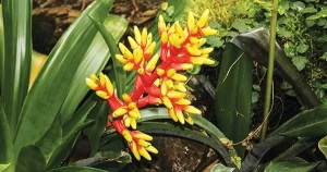 Bromeliad