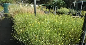 Free Plants For Hills Residents