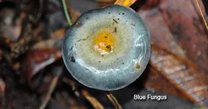 Colourful Fungi