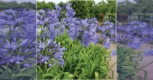 Agapanthus