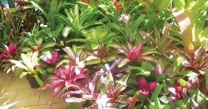 Bromeliad Society